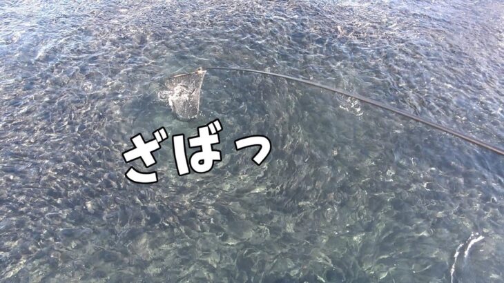 【全部魚です】防波堤に無限に沸いている謎の魚をすくって、食べてみたらまさかの結果に。。