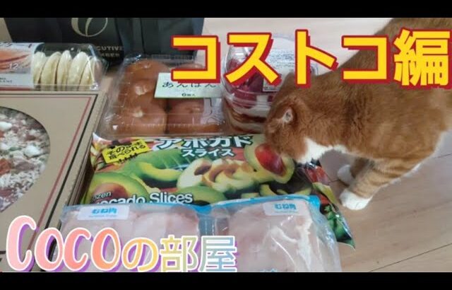 【コストコ】コストコ購入品を愛猫とゆる～く紹介！いちごショートケーキ❤️#ねこ #スコティッシュフォールド #コストコ