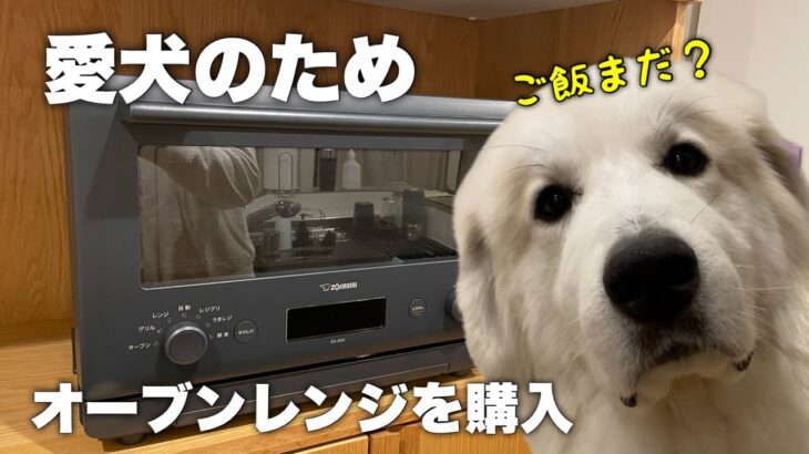 購入したオーブンレンジでムギのご飯を作るときにモタモタしてたら不機嫌になったムギが可愛かった。＃グレートピレニーズ