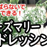 【ローズマリーを使おう！】かんたん！すぐできる！ローズマリードレッシング