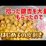 拾った銀杏の皮の剥き方／処理／食べ方／電子レンジ／かぶれるので手袋と匂いもきついのでマスクがあると便利です／拾ってから食べられるまで