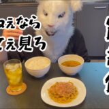 【激安】なのに激うま！焼きうどん編