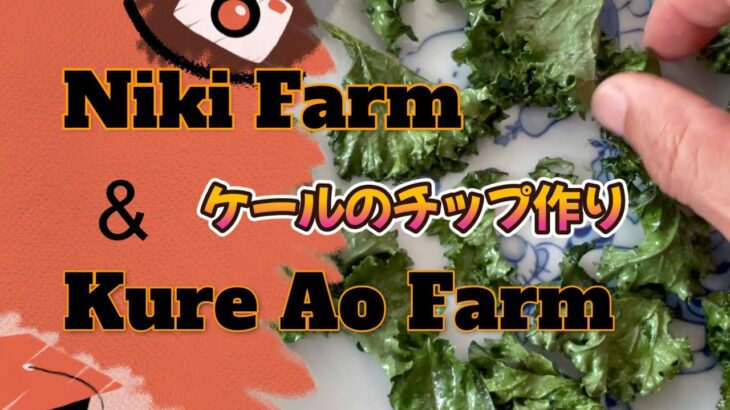 簡単ケールチップの作り方　Niki Farm＆Kure Aofarm　2024/12/4,5,7