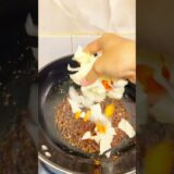 Doyan banget #miegoreng #masakanrumahan #masak #masakanindonesia #masakansederhana #masakansimple