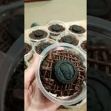 #chocolate #dessert #oreo #cake #shorts