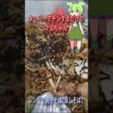 【レンジで焼きそば】#やきそば弁当 #簡単レシピ #時短レシピ