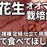 【落花生】オオマサリの育て方を土つくりから収穫まで丸ごと解説／僕が感動した「茹でラッカセイ」を味わってほしい