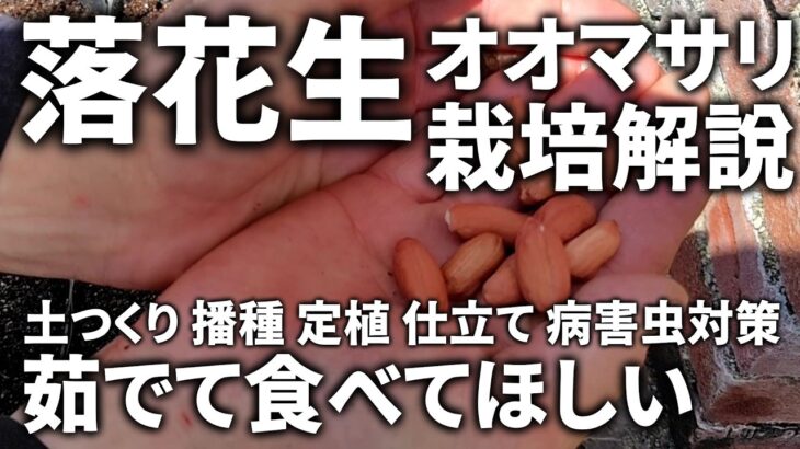【落花生】オオマサリの育て方を土つくりから収穫まで丸ごと解説／僕が感動した「茹でラッカセイ」を味わってほしい