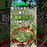 「ひょう」って食べられるの！？驚きの雑草グルメ【米粉麺アレンジ】 #料理 #米粉麺 #簡単レシピ #お昼ごはん #かき揚げ