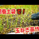 培養土袋で玉ねぎの苗作り！