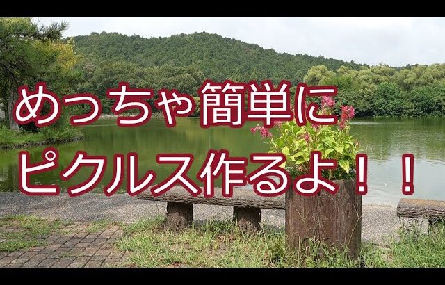 「四毒抜き、猫との暮らし、節約生活、一人暮らし」パプリカと人参でピクルスを作りました。