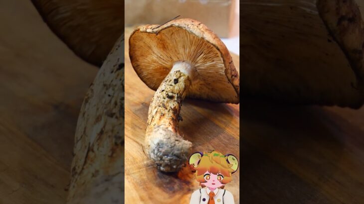 松茸ご飯 #料理 #簡単レシピ #cooking #food   #vtuber  #レシピ #グルメ #ハロウィン  #japanesefood #ハロウィン2025