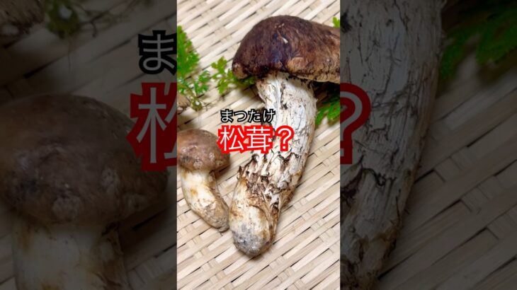 松茸【まつたけ】レシピ
